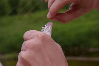 рыбсы выпущены в естественный садок, откуда они лишь с большим трудом выбираются на большую воду